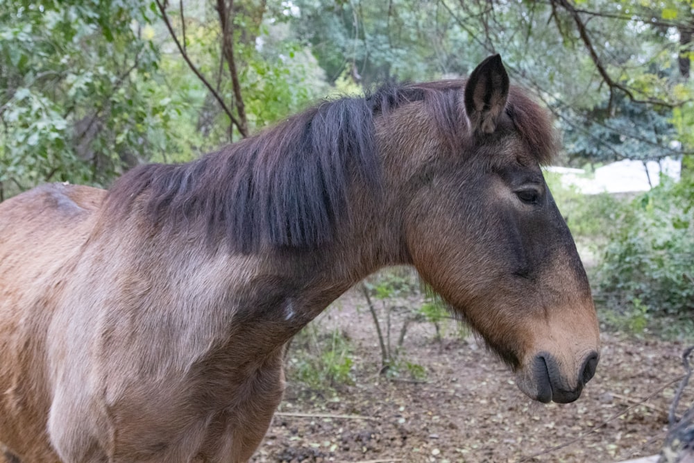 a horse standing in the woods