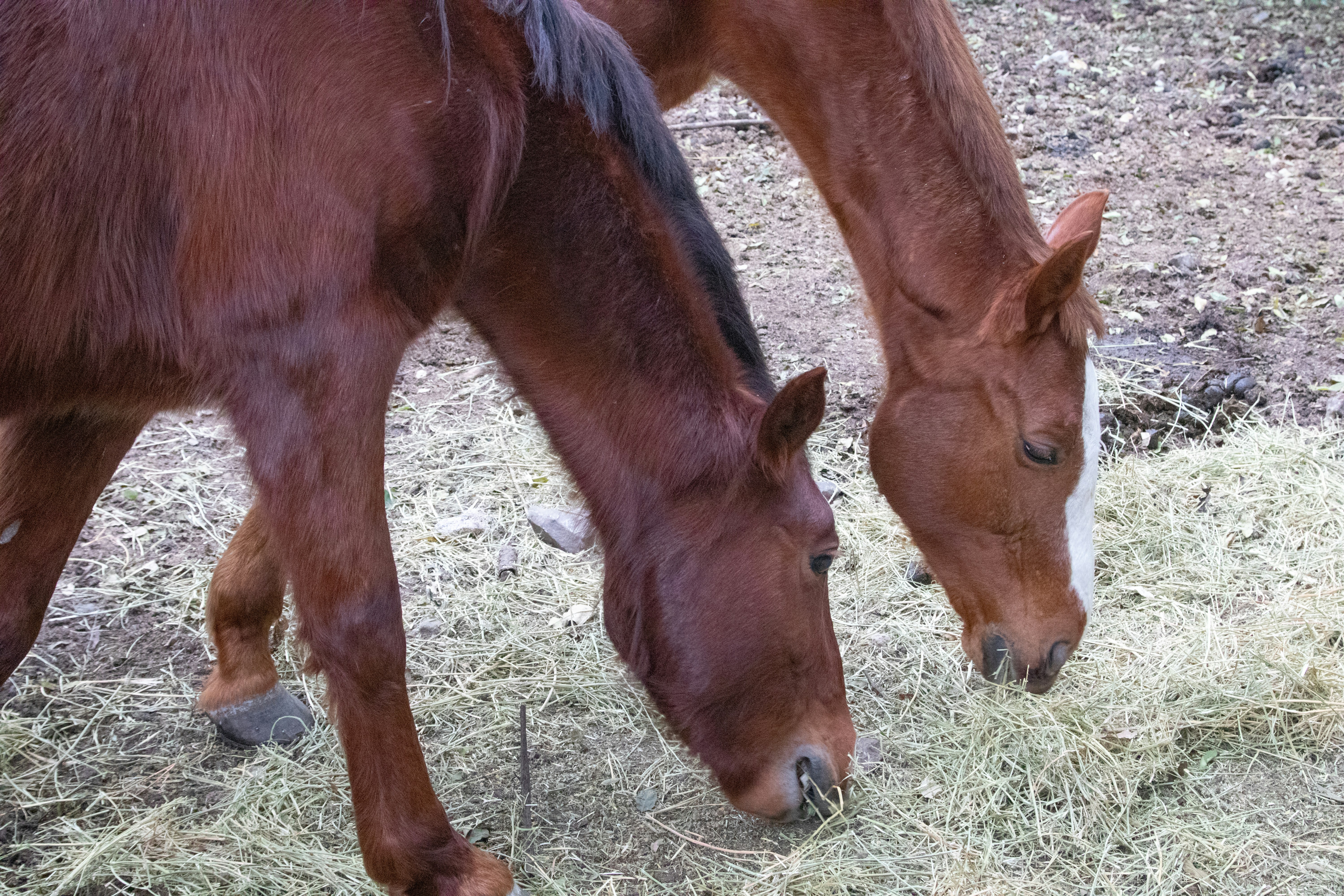 Photo by sonianadales