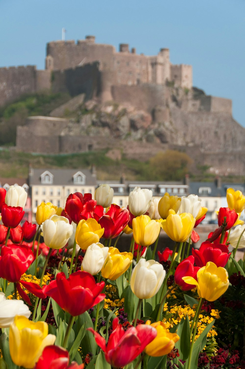 a field of tulips