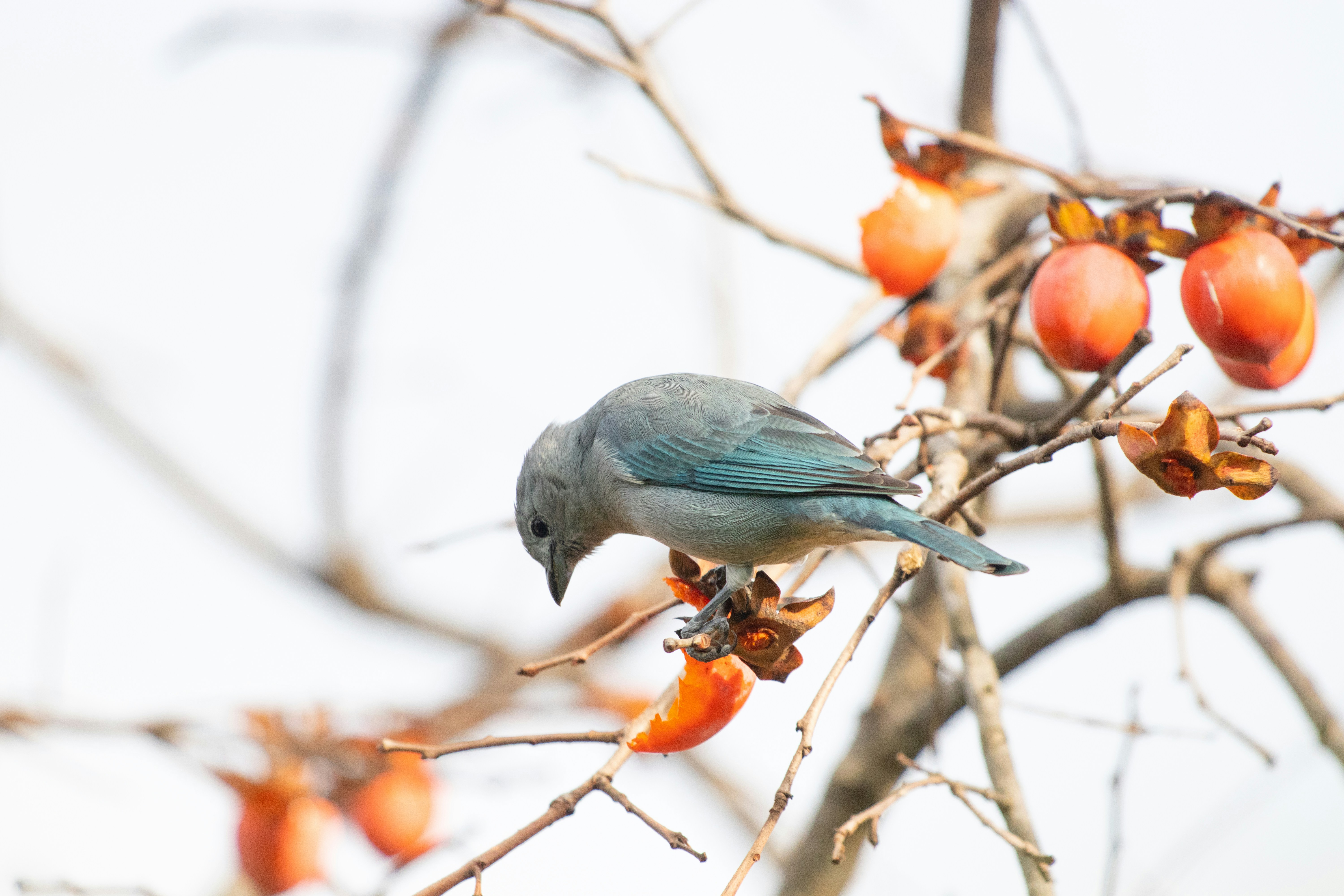 Photo by sonianadales