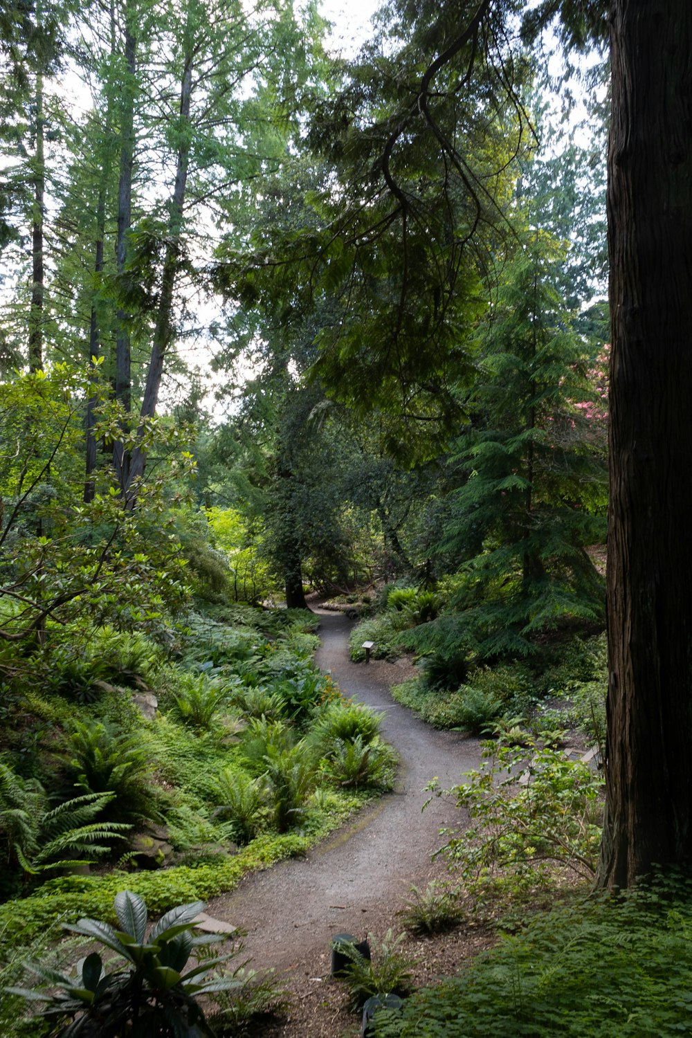 a dirt path through a forest