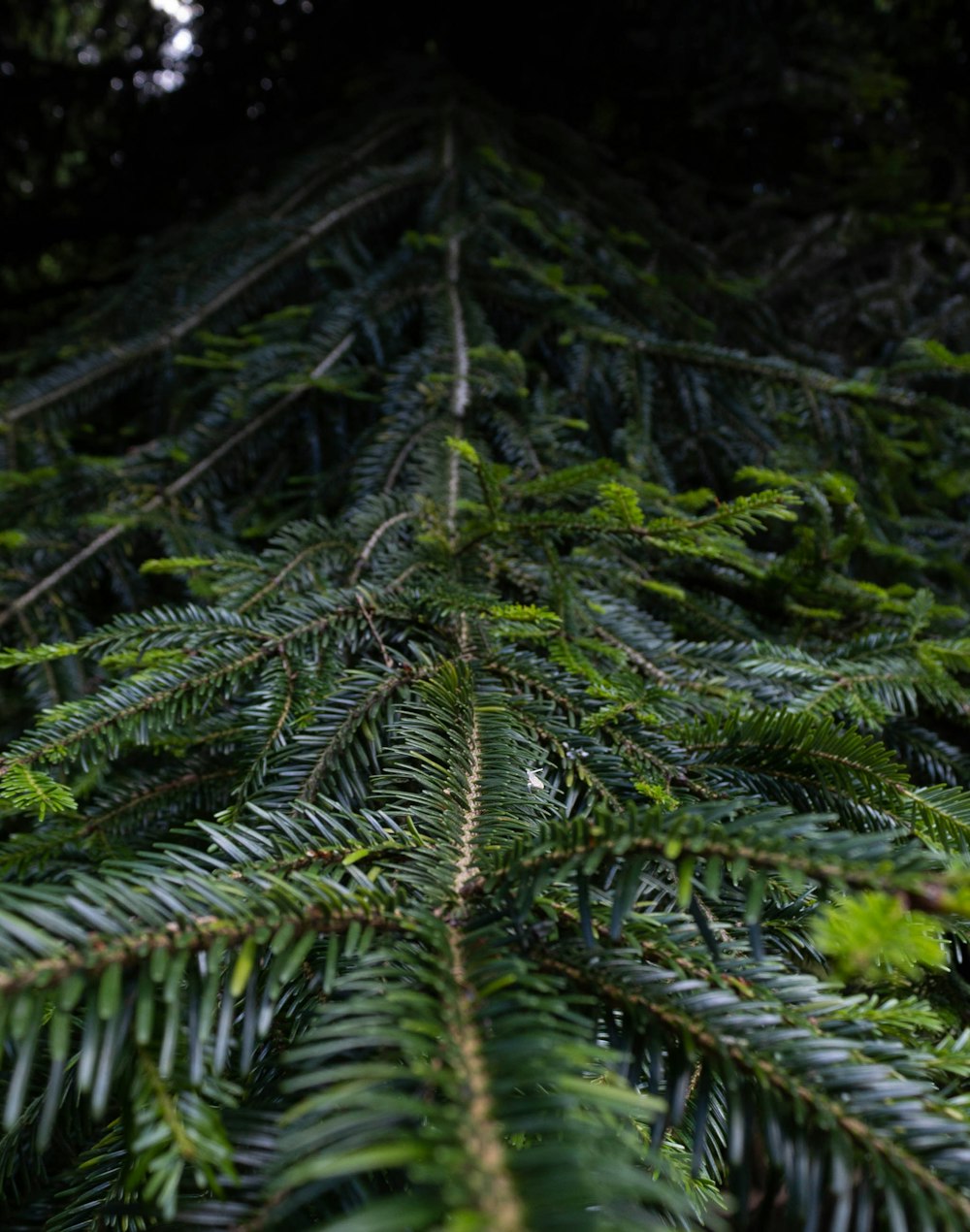 a close-up of some ferns