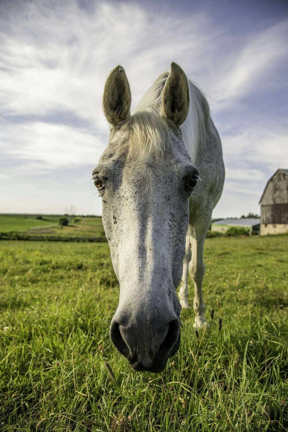 a white horse in a field