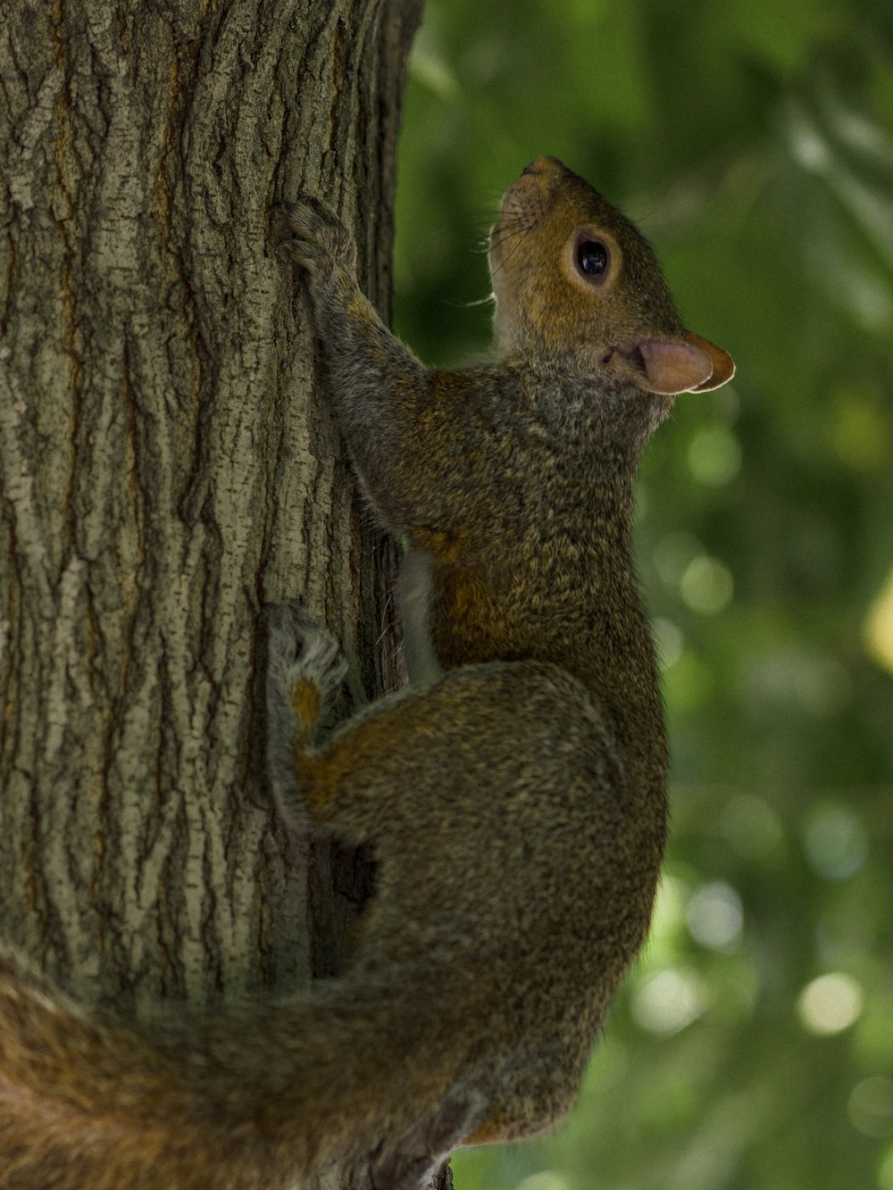 a squirrel on a tree