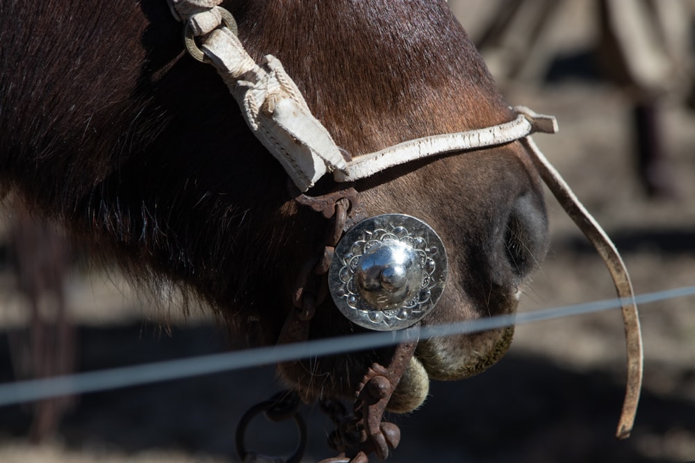 a horse with a metal ring on its nose