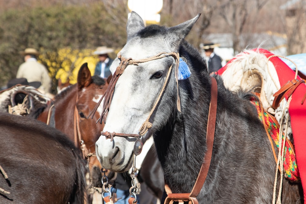 a couple of horses stand near each other