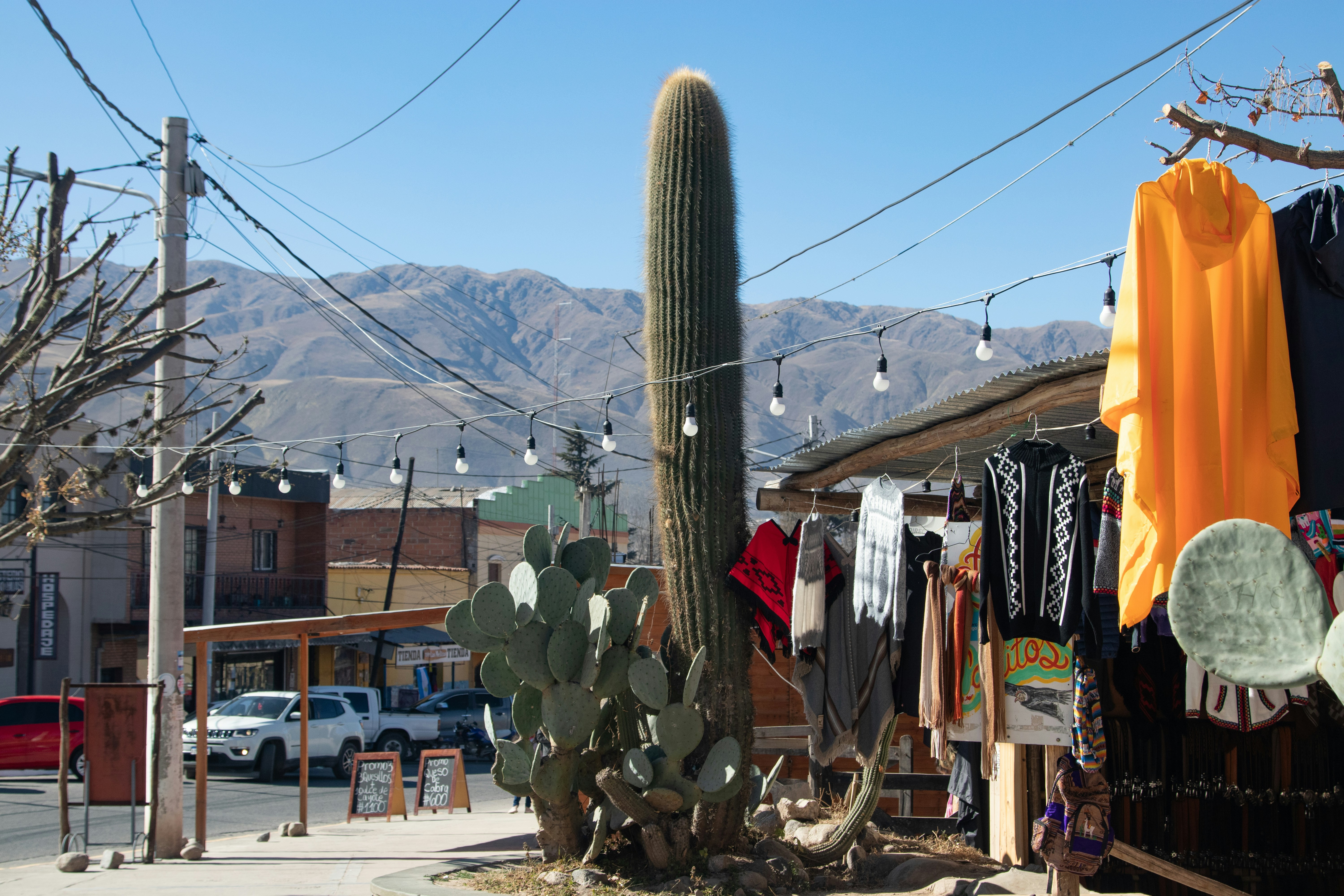 a cactus in front of a store