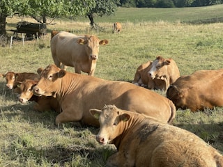 a group of cows lay in a grassy field