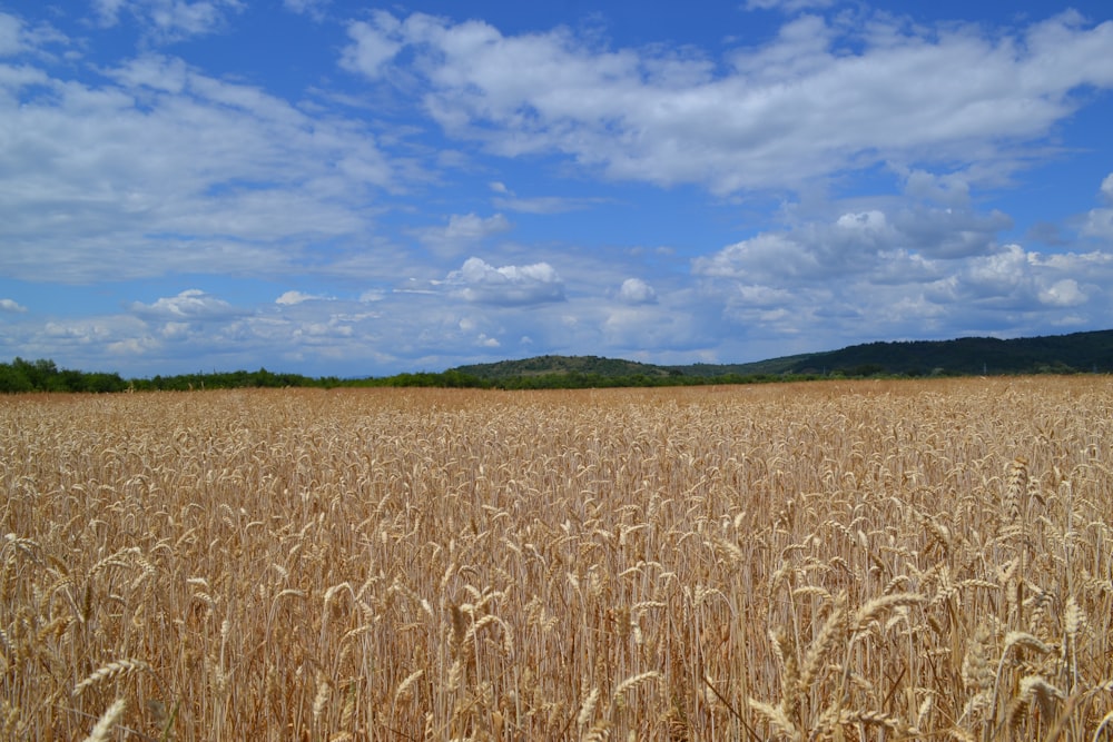 a field of wheat with trees in the background