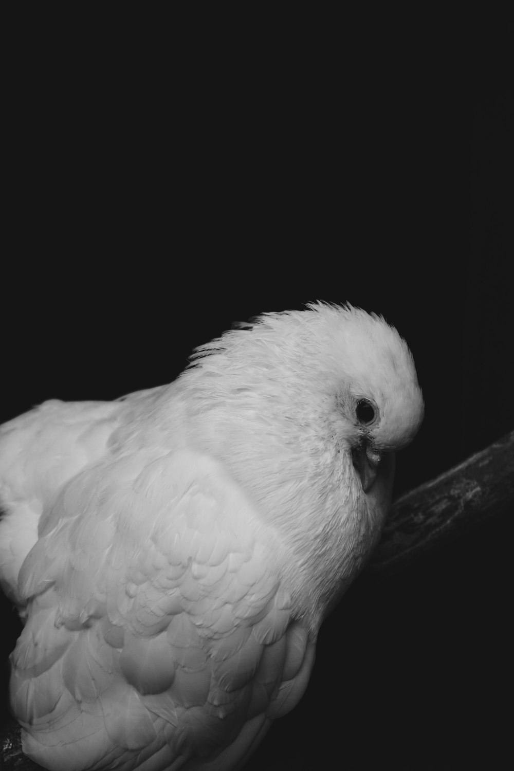 a white owl with a black background