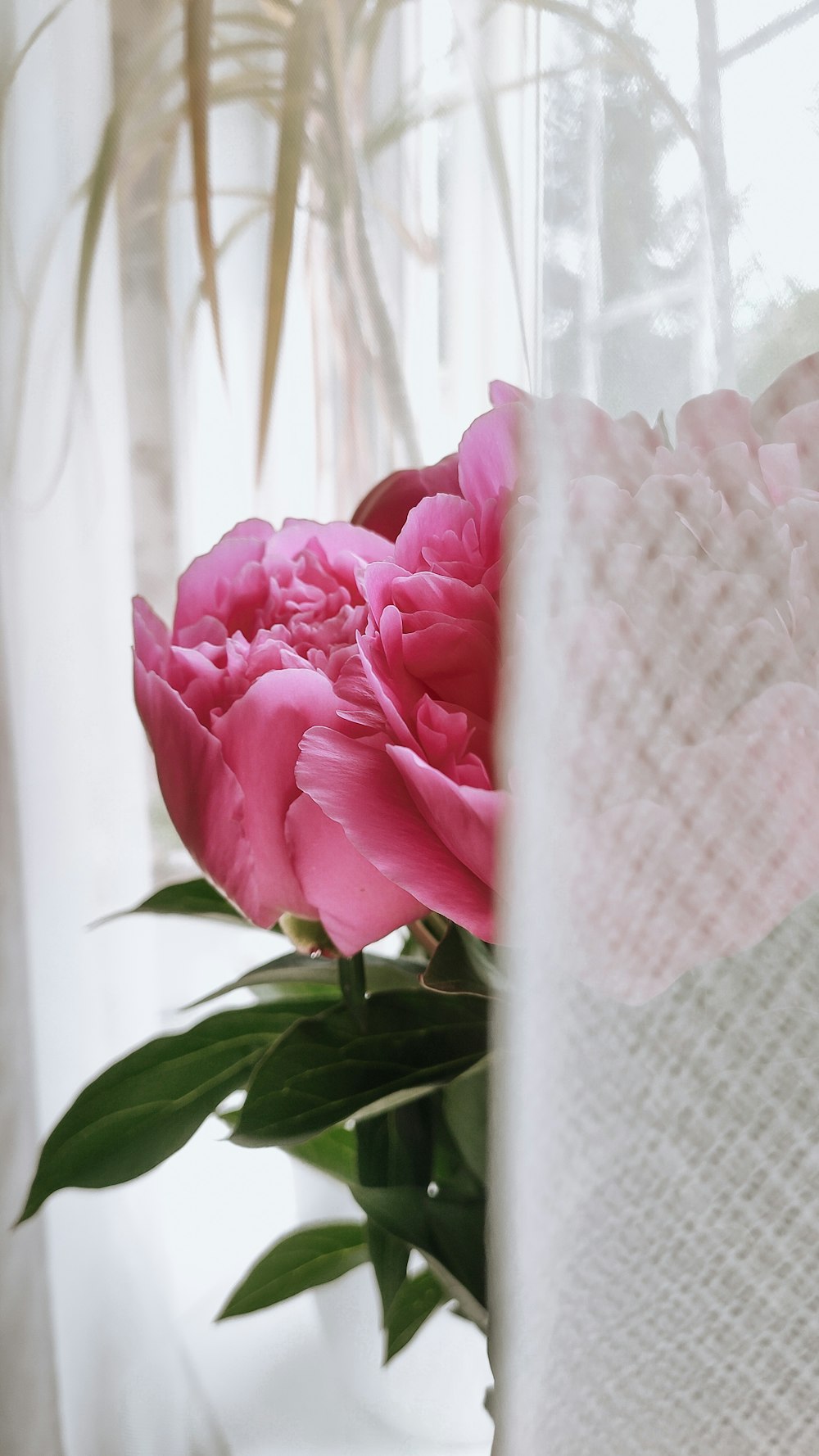 a pink flower on a plant