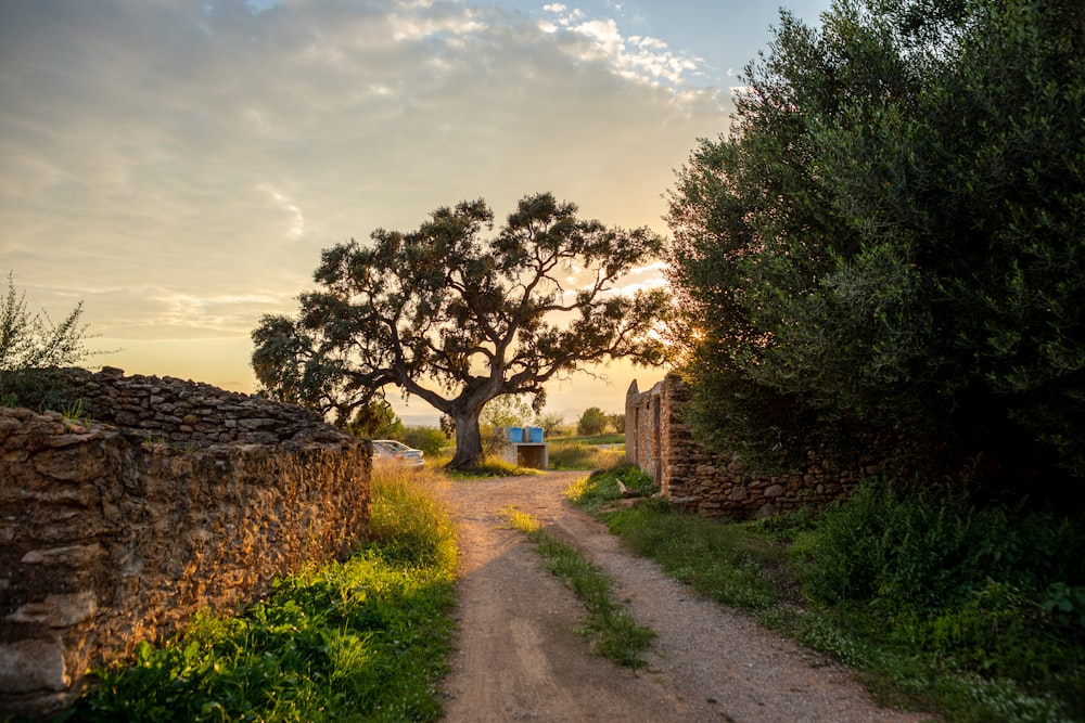 a dirt road with trees on either side of it