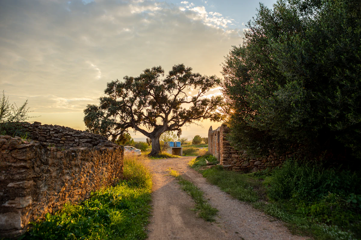 A dirt lane between dry-stone walls and an old tree at sunset, in Vilafamés