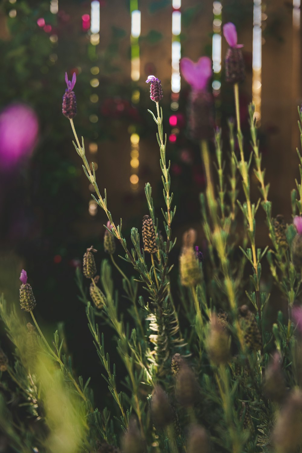 a close-up of some flowers