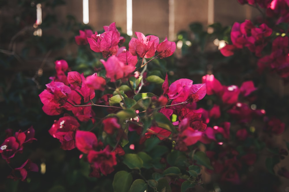 a group of flowers