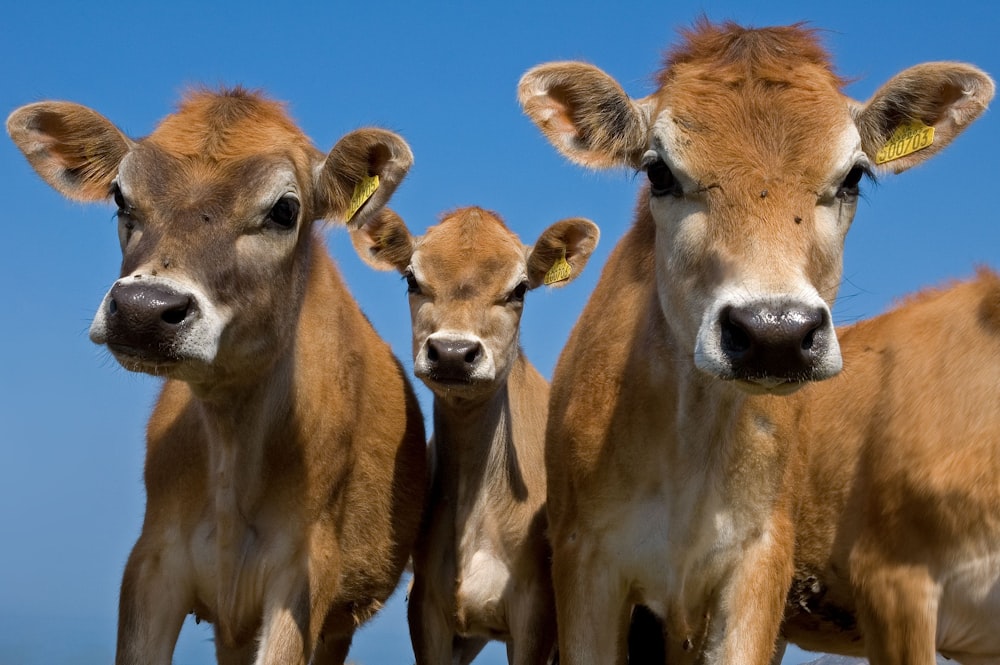 un groupe de vaches avec des étiquettes sur les oreilles