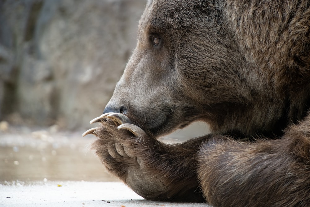 um urso pardo com um urso bebê