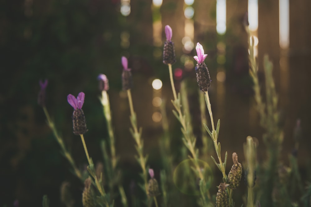 a close up of flowers