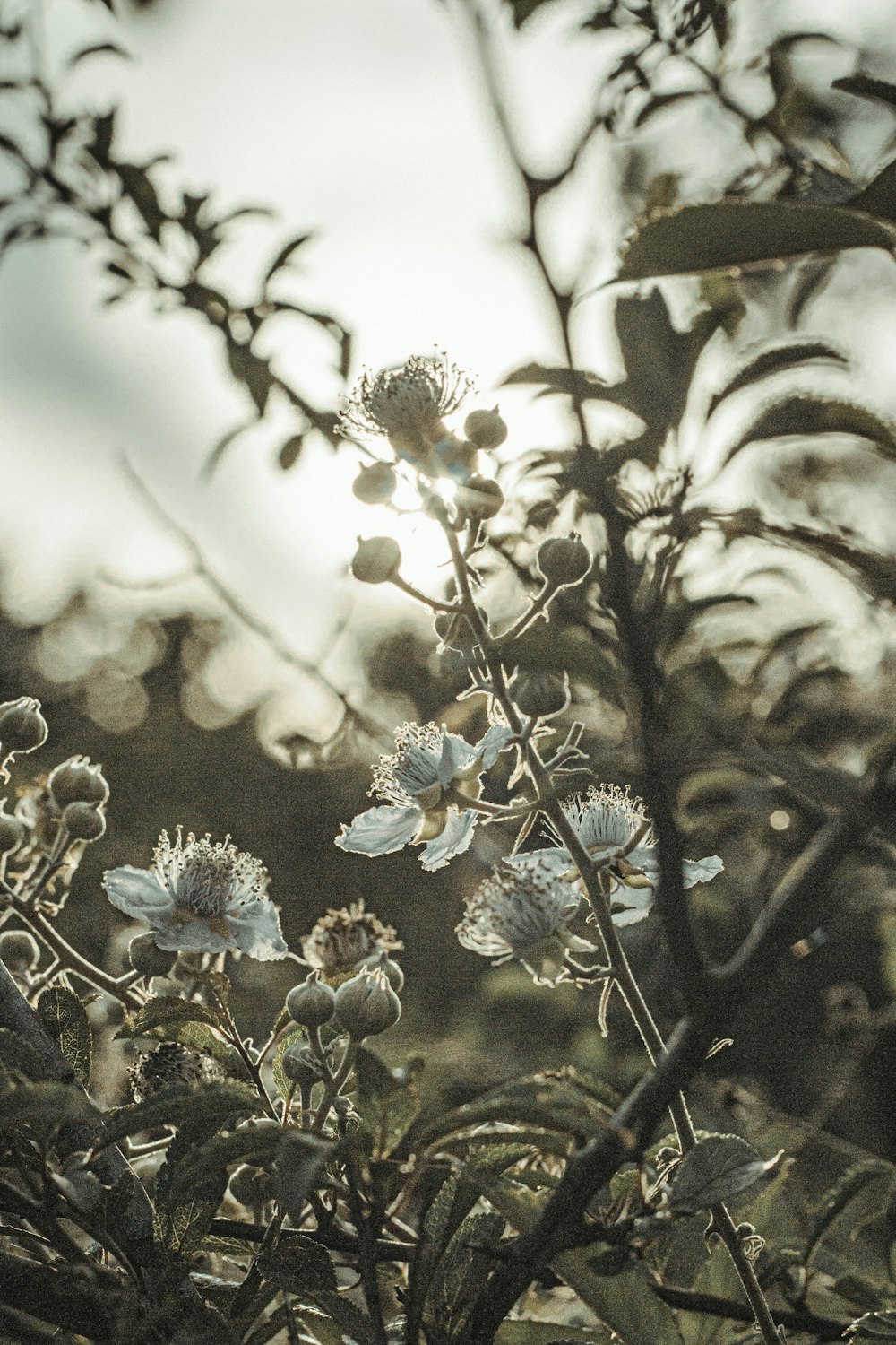 a close up of flowers