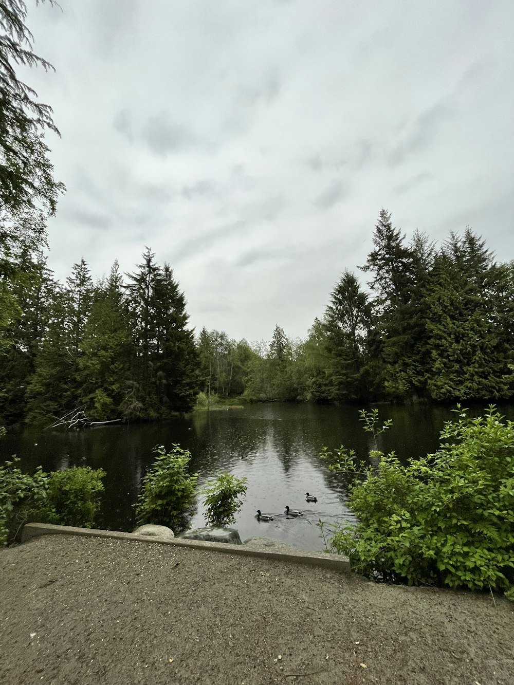 a lake surrounded by trees