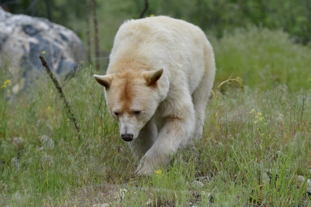 Un ours polaire marchant dans l’herbe