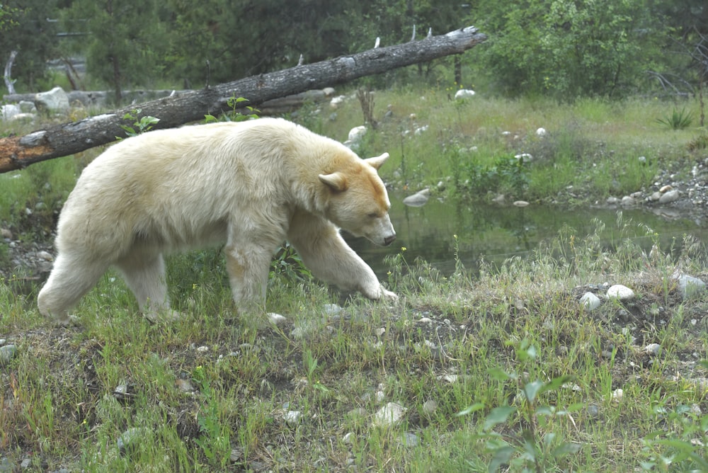 a polar bear walking in a grassy area