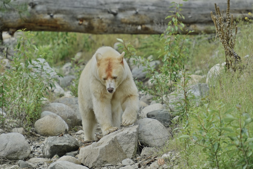 a polar bear walking on rocks