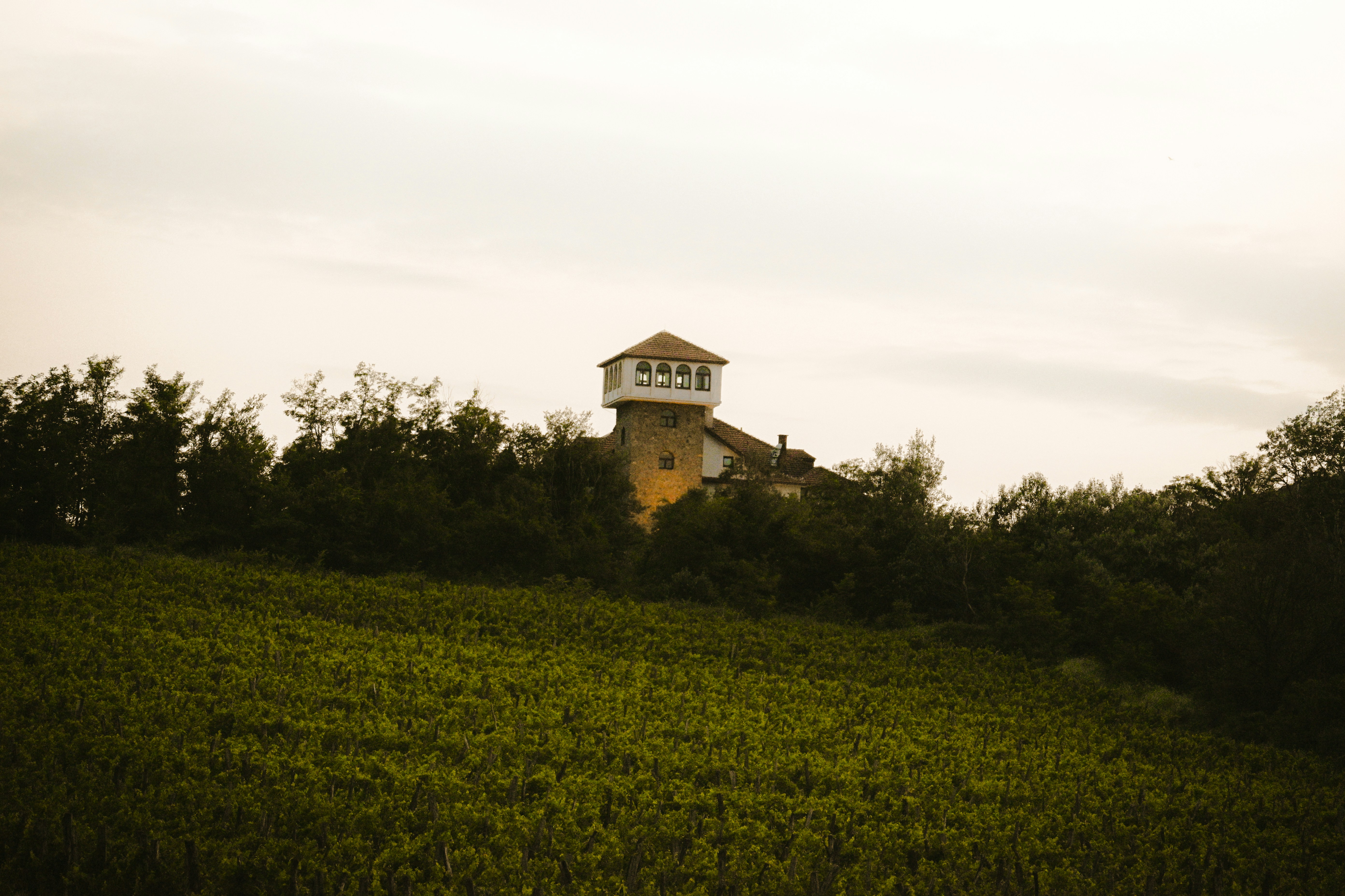 The Tower from Popova Kula Winery seen through it's vineyards.<br />Demir Kapija's gem.