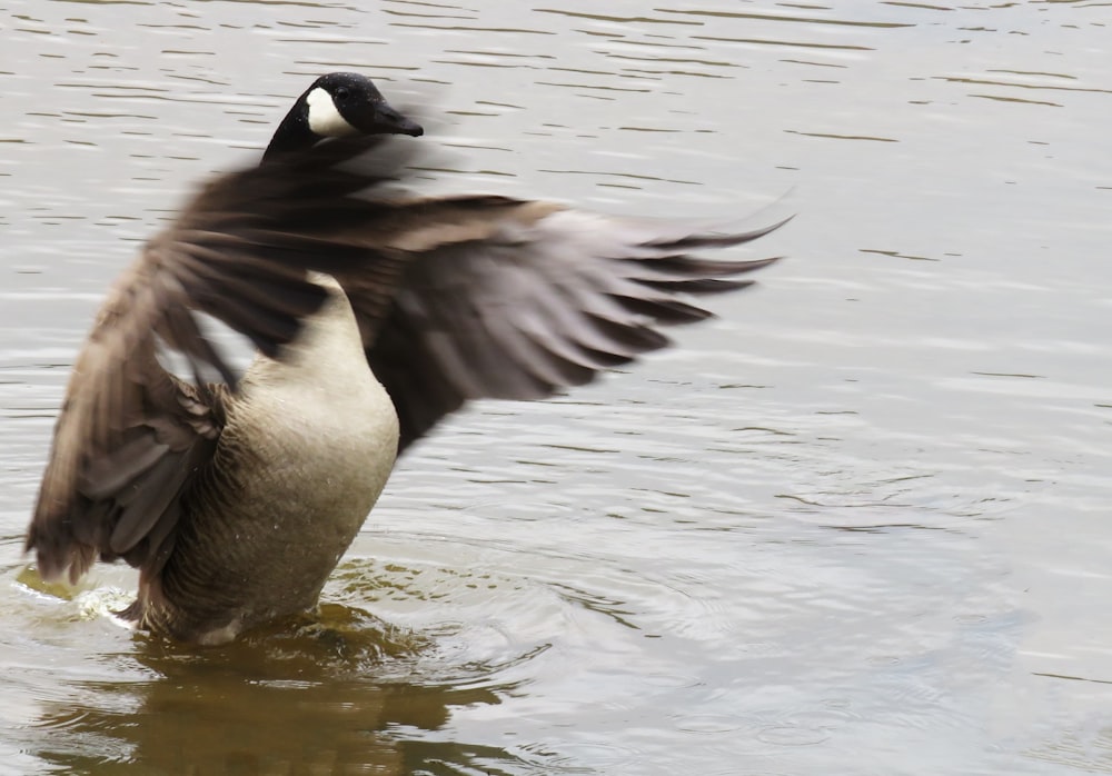 a duck in the water