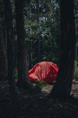 A neatly pitched tent among eucalyptus trees on a bright sunny day.
