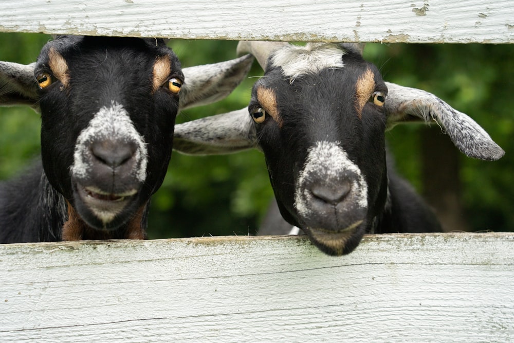 a couple of goats looking over a fence