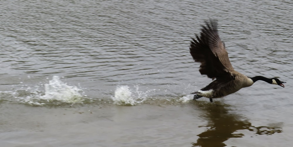 a bird flying over water