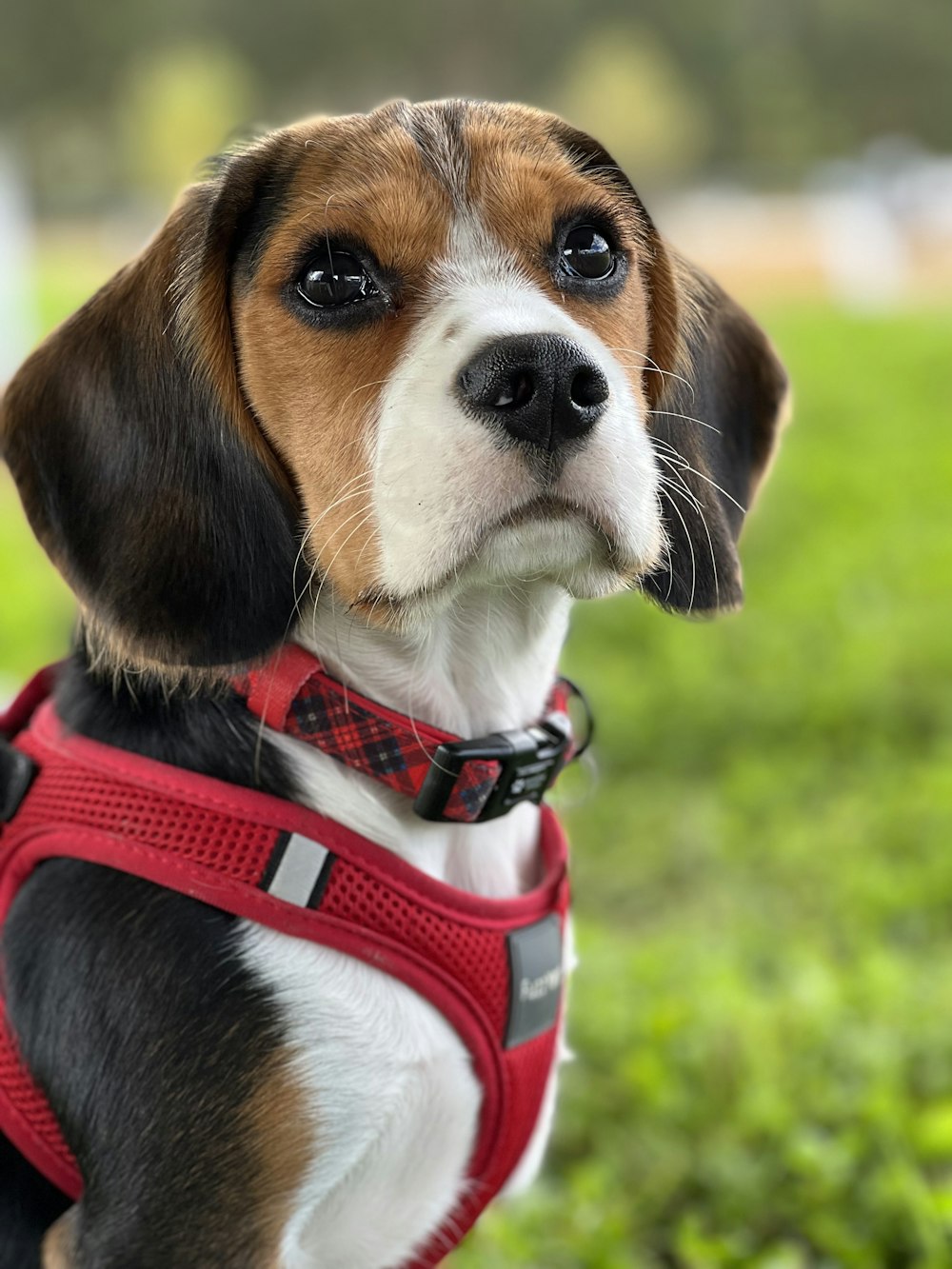 um cão vestindo um colete vermelho