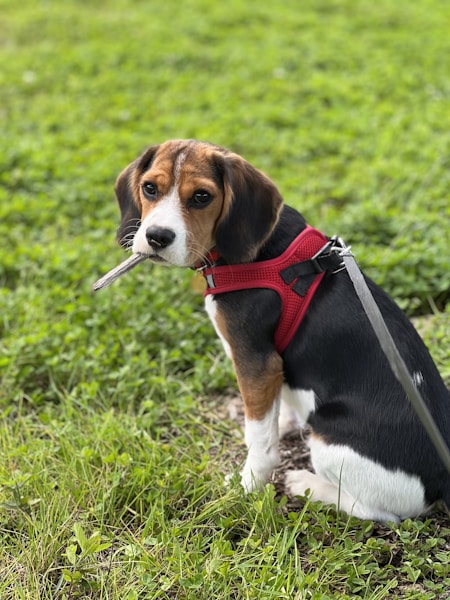 how do i know if my dog has a uti — pet care illustration