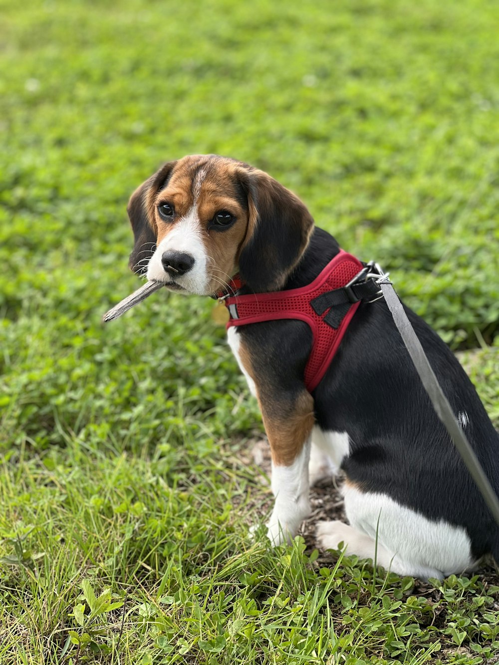 a dog with a leash on