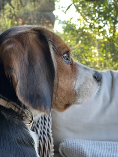 A close-up profile view of a dog with brown, black, and white fur, looking attentively to the right. It is wearing a collar and is seated on an outdoor wicker chair. The background features green foliage and bokeh effect from sunlight filtering through leaves.