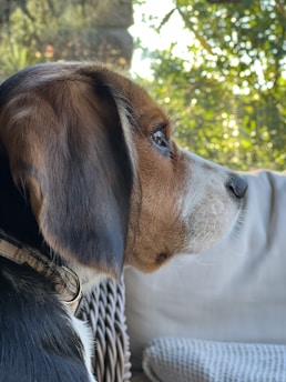 A close-up profile view of a dog with brown, black, and white fur, looking attentively to the right. It is wearing a collar and is seated on an outdoor wicker chair. The background features green foliage and bokeh effect from sunlight filtering through leaves.