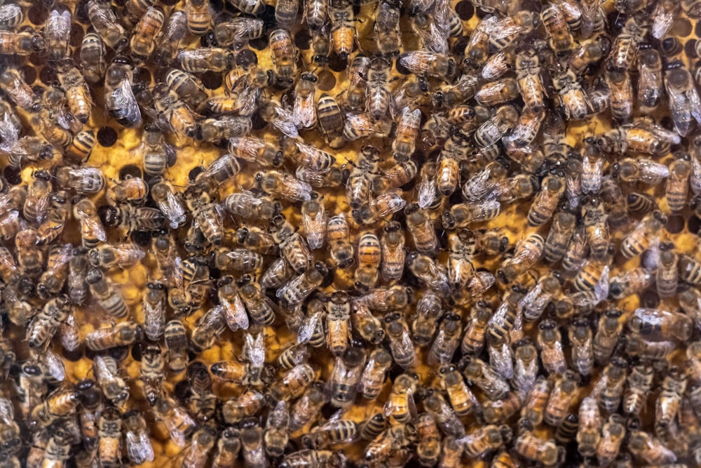a large group of bees