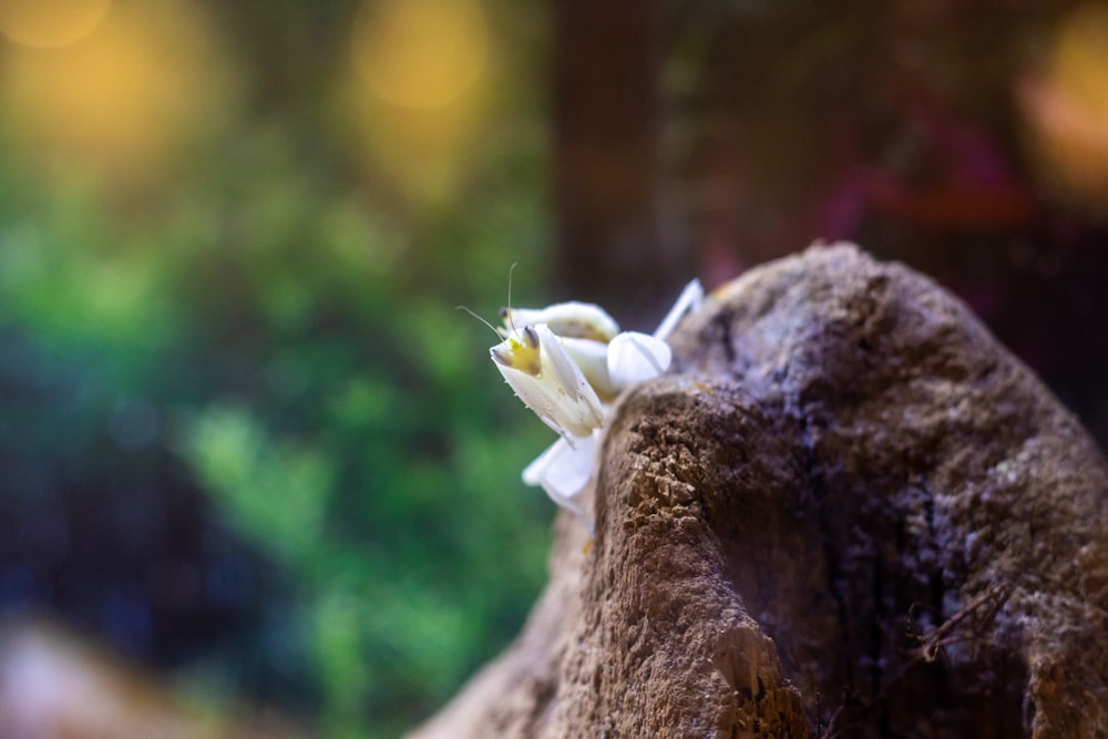 a white insect on a tree stump