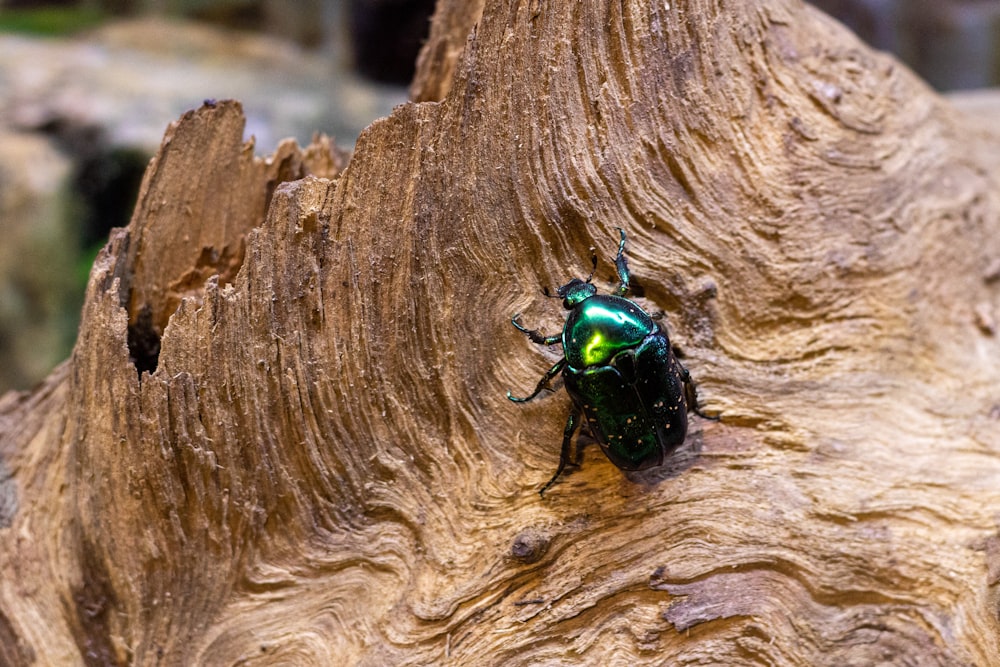 a beetle on a tree