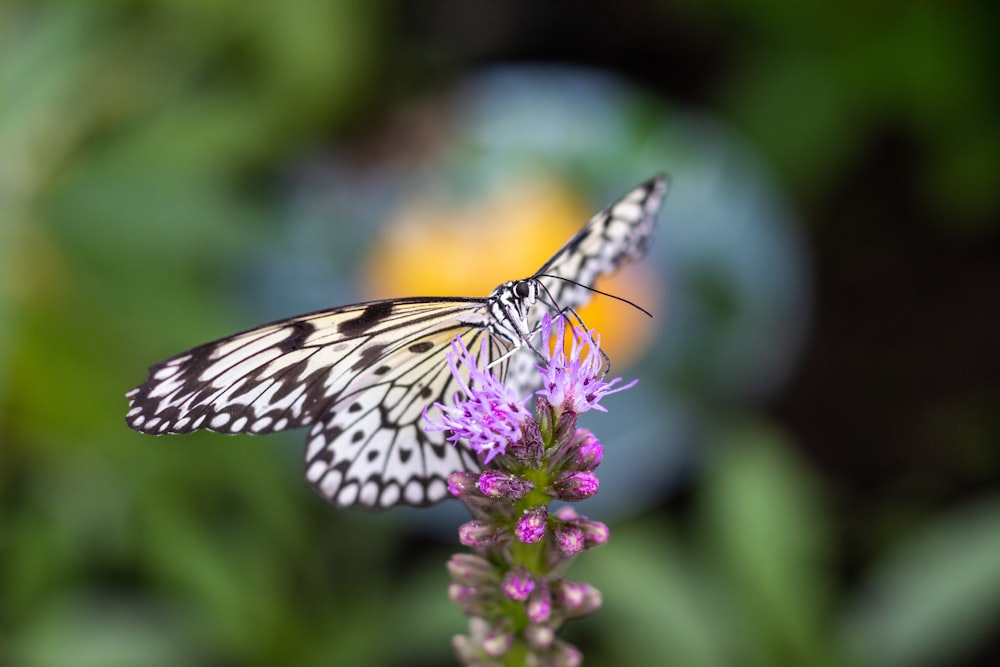 a butterfly on a flower