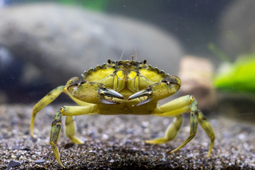 a yellow crab on a rock