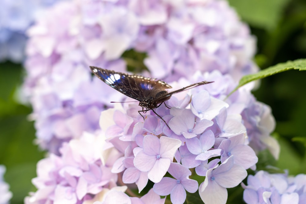 a bee on a flower