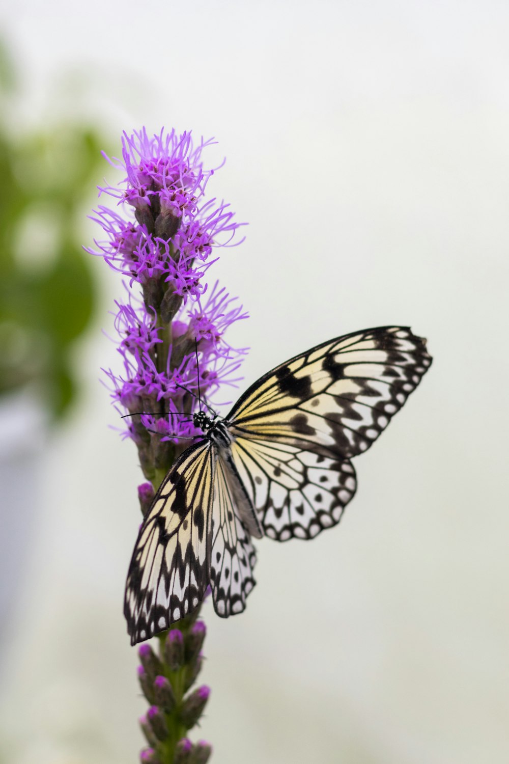 a butterfly on a flower