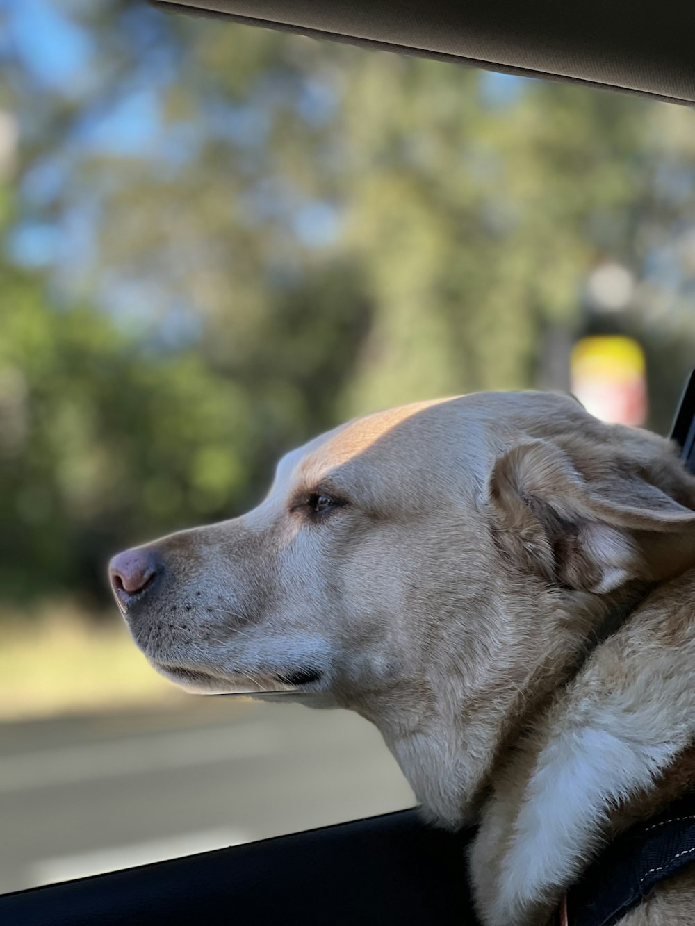 a dog looking out a car window