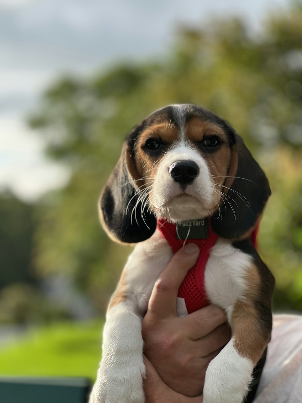 a dog wearing a red tie