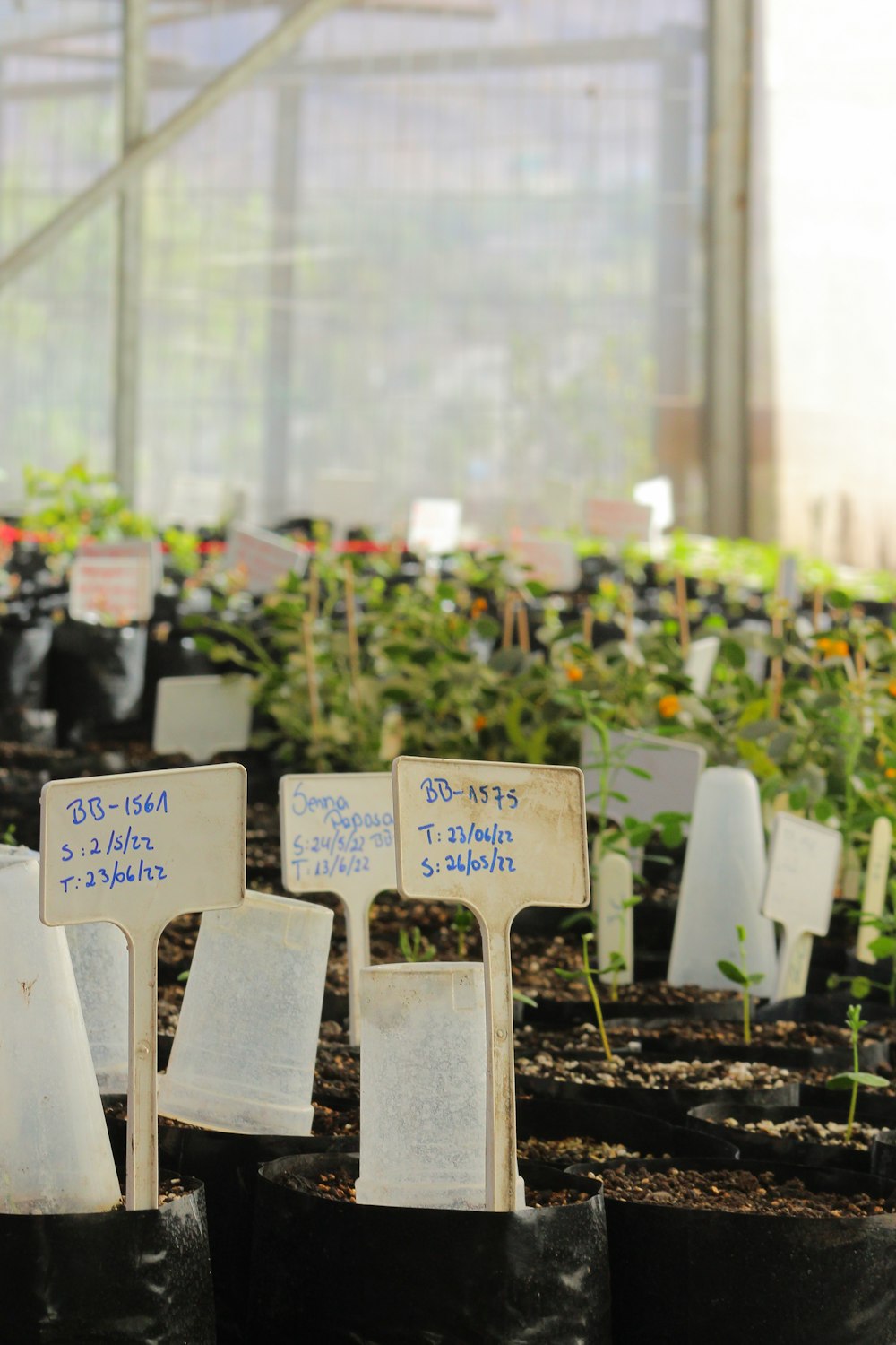 a group of plants in a greenhouse