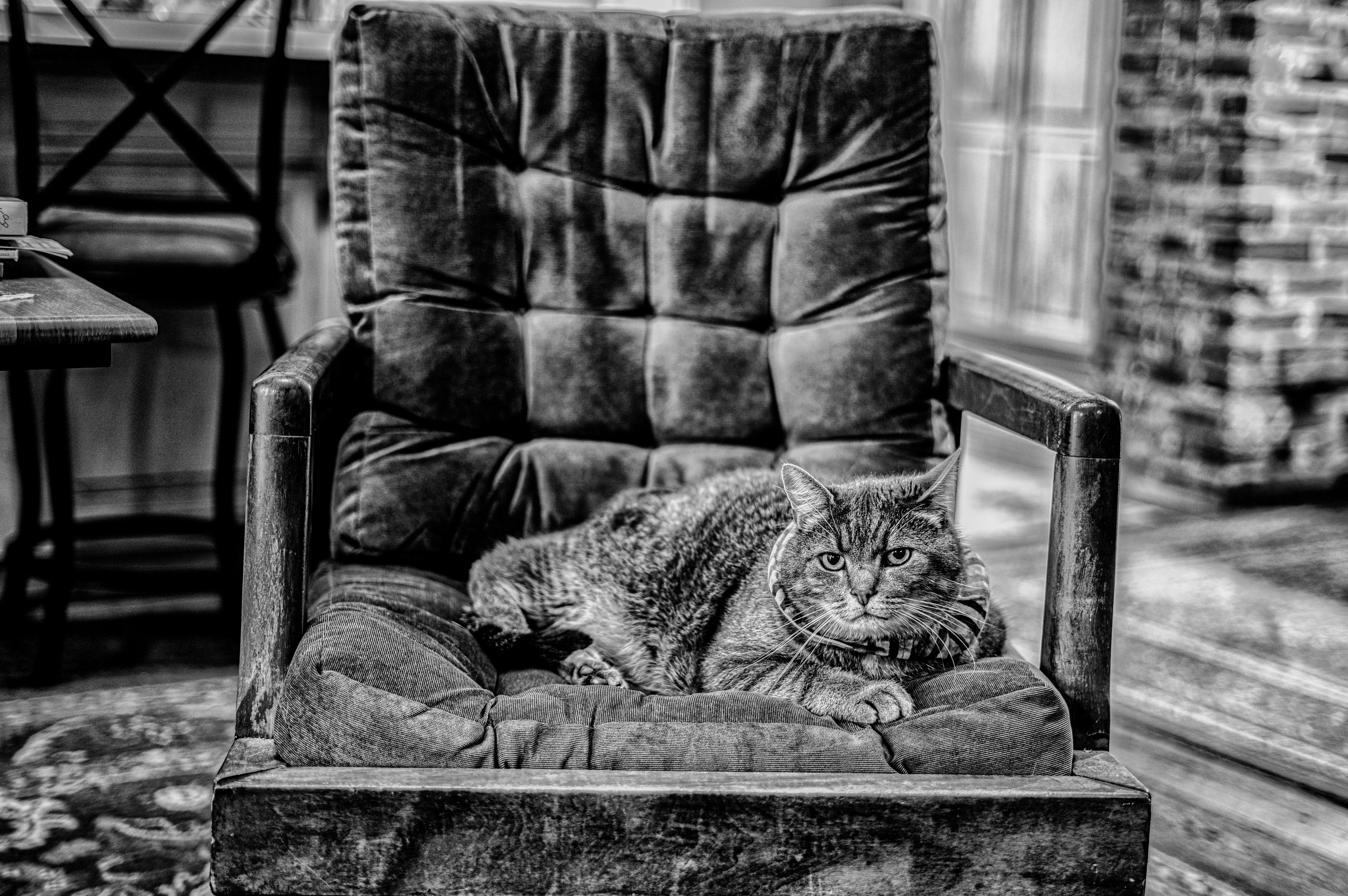 A cat laying on a chair photo – Free Grey Image on Unsplash