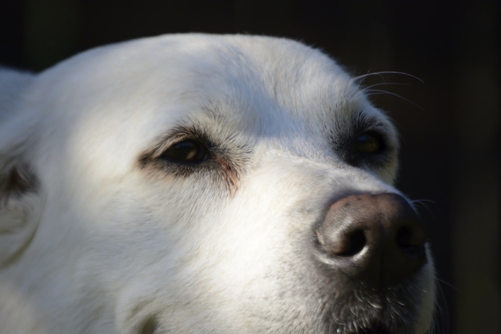 a close up of a dog