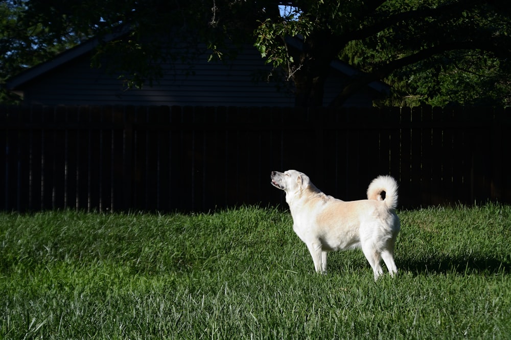 a dog standing in a grassy area